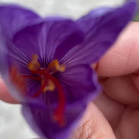 Le Jardin De Lacoste 4* 纳博讷