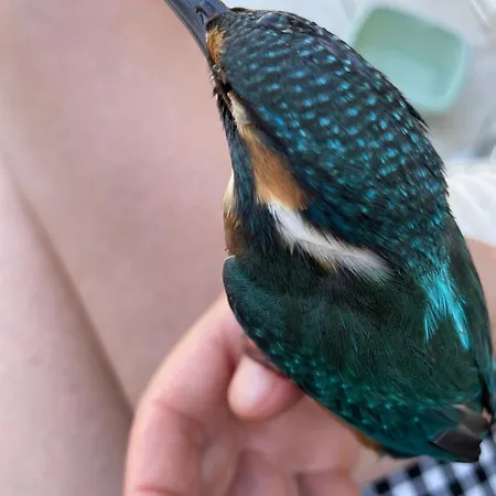 Le Jardin De Lacoste