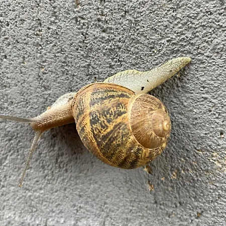 Le Jardin De Lacoste לינה וארוחת בוקר נרבון